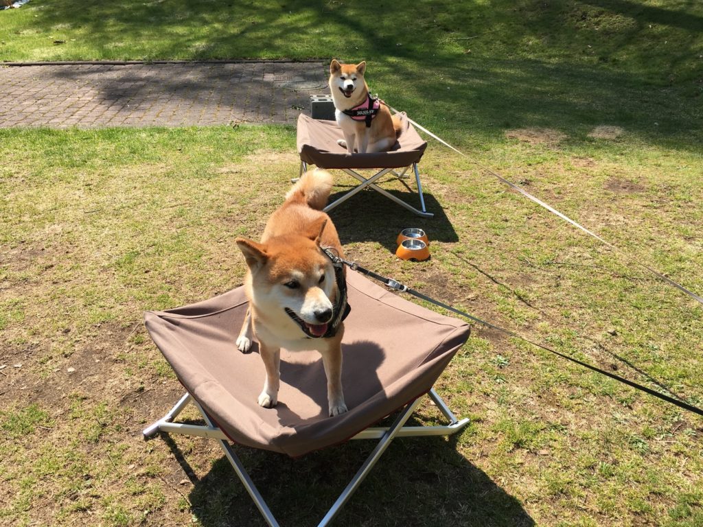 スノーピークのドックコットは優しい座面！キャンプで愛犬の居場所を作ろう | こもれびスタイル
